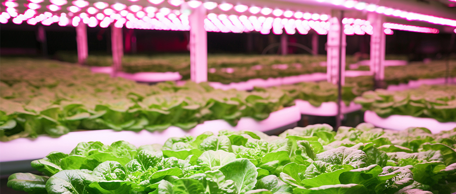 精彩纷呈 | 旭宇光电高光量子效率植物光照用LED